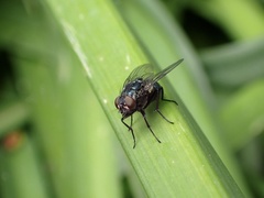 Muscoidea