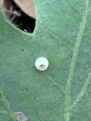 Neuroterus saltatorius