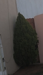 Pinus