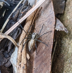 Oxyopes gracilipes