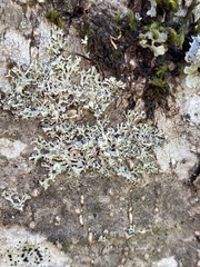 Physcia tenella