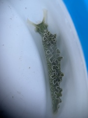 Elysia crispata