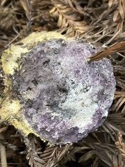 Nectriopsis violacea