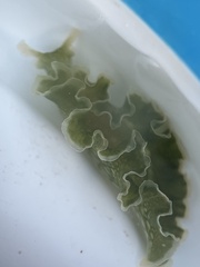 Elysia crispata