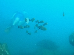 Haemulon maculicauda