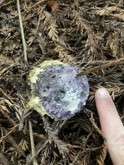 Nectriopsis violacea