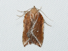 Arachnographa micrastrella