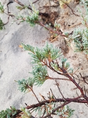 Juniperus horizontalis