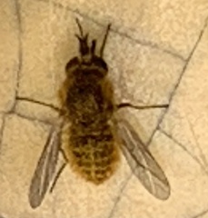 Sparnopolius