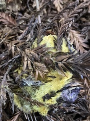 Nectriopsis violacea