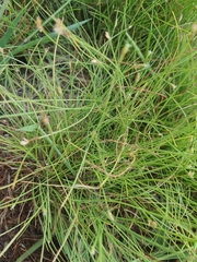 Fimbristylis