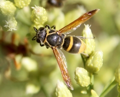 Pachodynerus guadulpensis