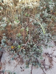 Juniperus horizontalis