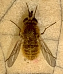 Sparnopolius