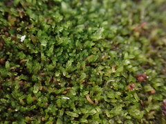 Cephalozia bicuspidata