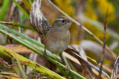 Cistothorus stellaris