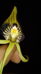 Prosthechea cochleata