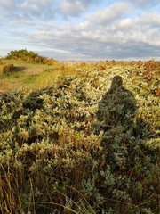Juniperus horizontalis