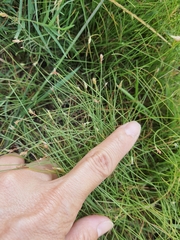 Fimbristylis