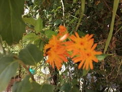 Pseudogynoxys chenopodioides