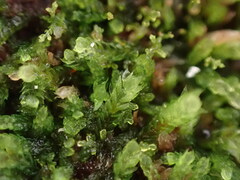 Cephalozia bicuspidata