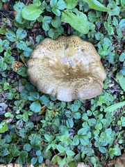 Paxillus cuprinus