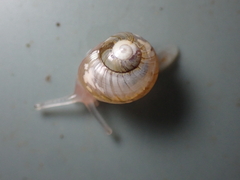 Dendrolamellaria mathewsi