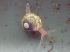 Dendrolamellaria mathewsi