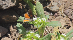 Lachnocephala vellosata