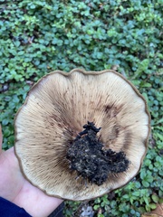 Paxillus cuprinus