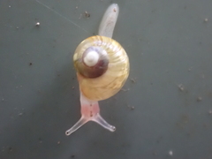 Dendrolamellaria mathewsi