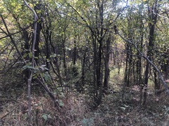 Ephemerum spinulosum