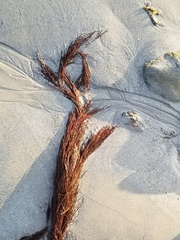 Desmarestia aculeata