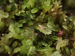 Cephalozia bicuspidata