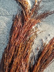 Desmarestia aculeata