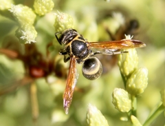 Pachodynerus guadulpensis