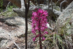 Dipodium