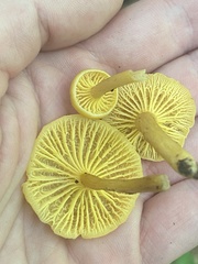 Cantharellus appalachiensis