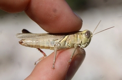 Melanoplus yarrowii