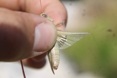 Melanoplus yarrowii