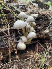 Mycena epipterygia