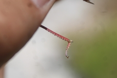 Melanoplus yarrowii