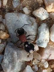 Ronisia