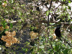 Molothrus bonariensis
