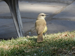 Machetornis rixosa