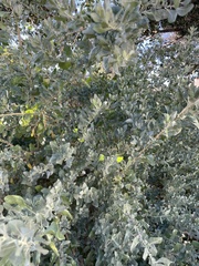 Atriplex lentiformis