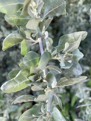 Atriplex lentiformis