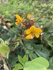 Senna occidentalis