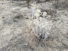 Pseudognaphalium microcephalum