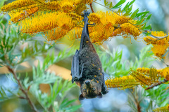 Pteropus alecto